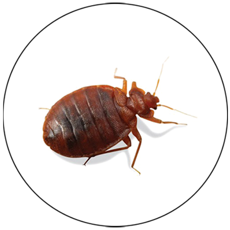 pestex pest control in bhopal