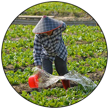 wood pest management in bhopal