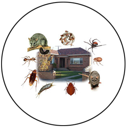 best pest control service in bhopal