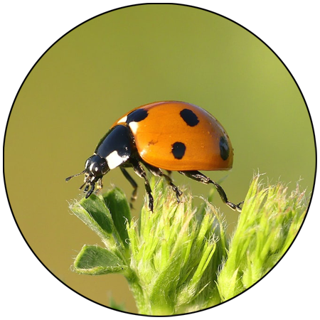 best pest control in bhopal