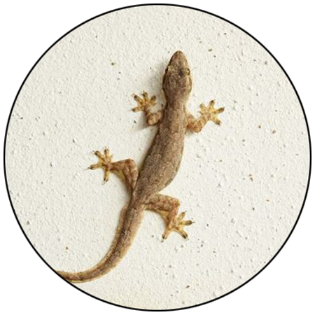 pest control services in bhopal