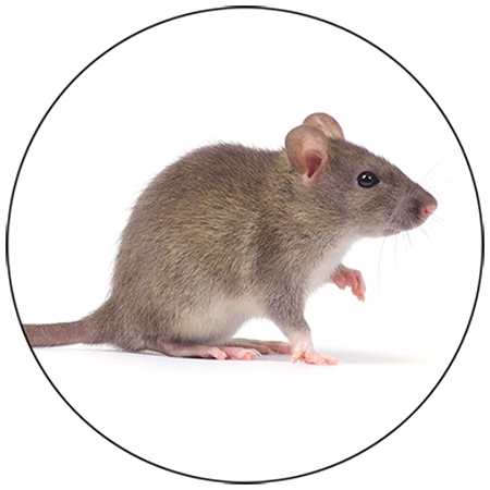 house hold pest management in bhopal
