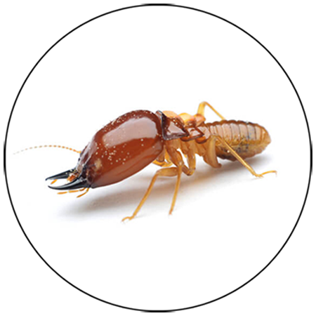 wood pest management in bhopal