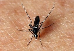 house hold pest management in bhopal