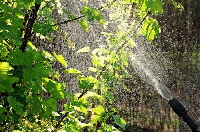 garden pest management in bhopal