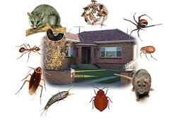 Pestcare services in bhopal