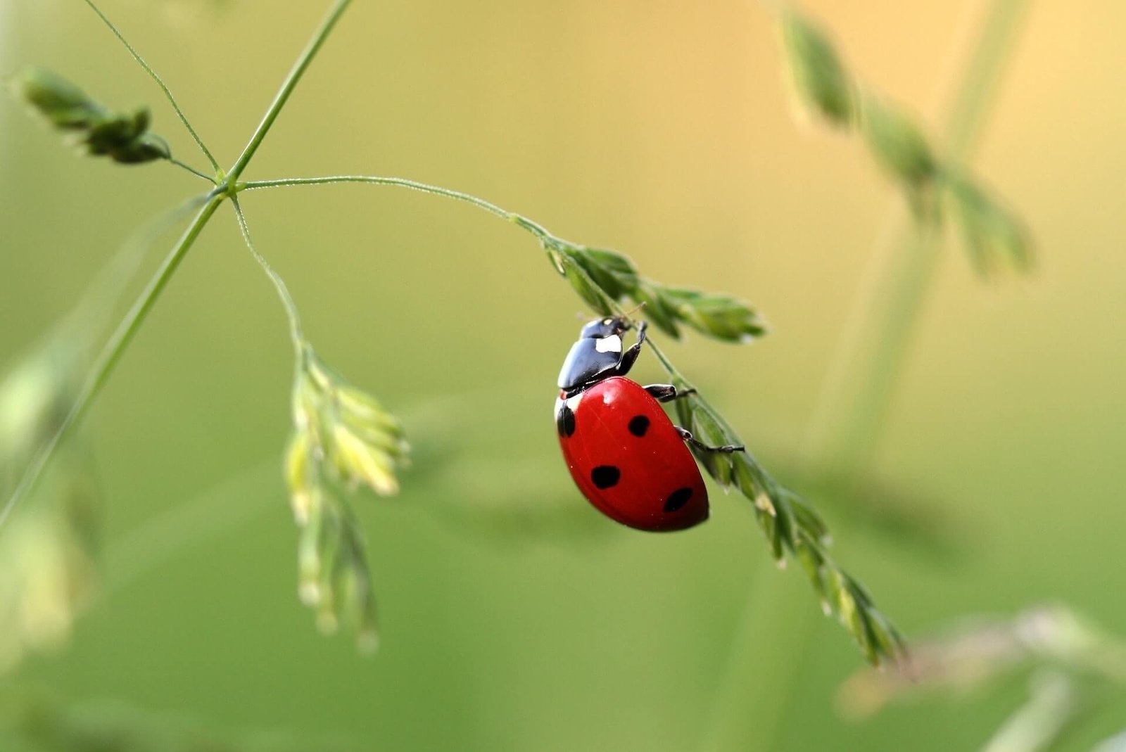 wood pest management in bhopal