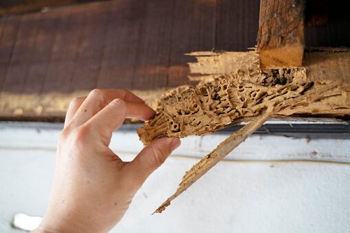 best pest control service in bhopal